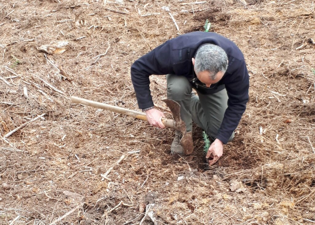 Garde forestier plantant un cèdre de l'Atlas