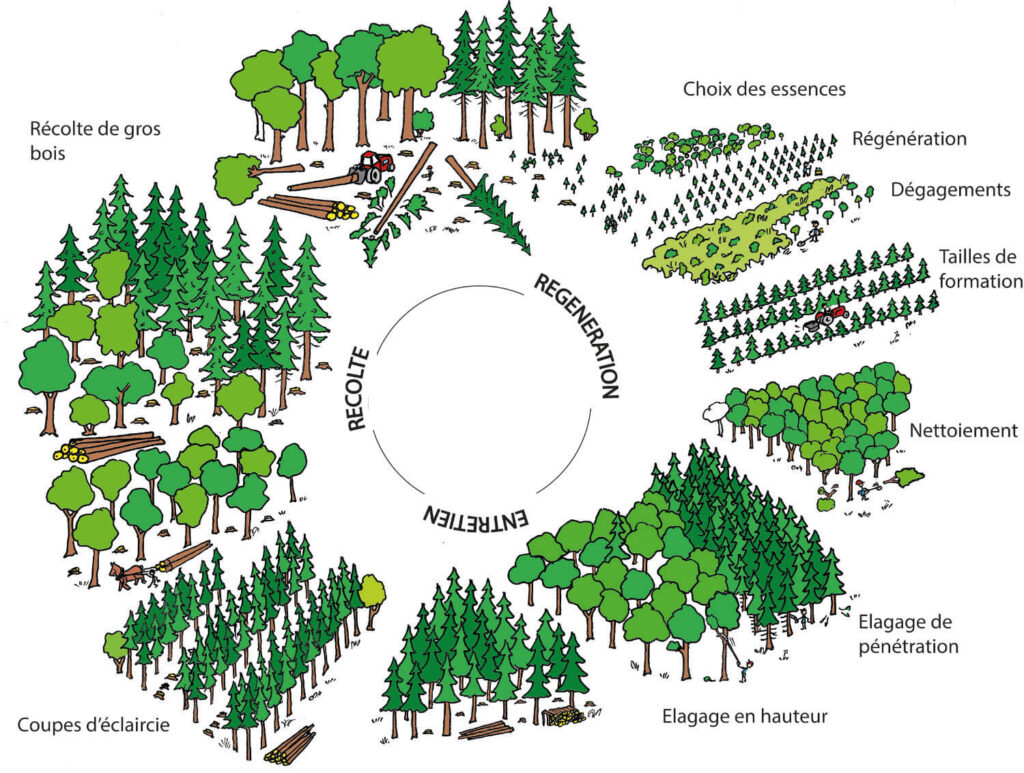 Cycle de la forêt - régénération, entretien, récolte