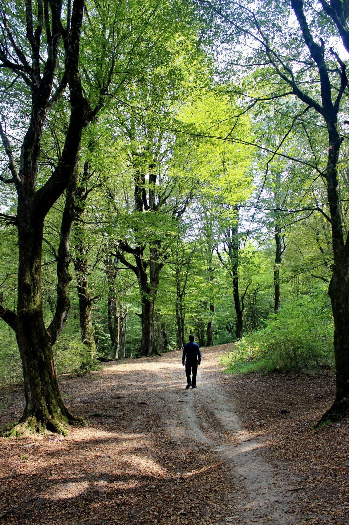 homme marchant dans la forêt