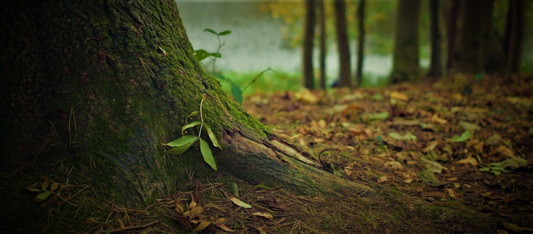pied d'un arbre, racine avec petite pousse