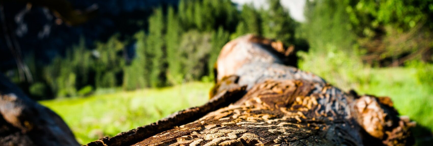 Résultat d'un attaque de scolyte