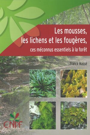 Les mousses, les lichens et les fougères, ces méconnus essentiels à la forêt