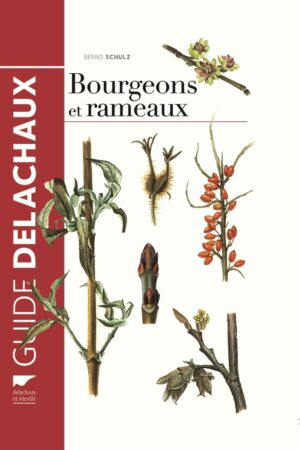 Bourgeons et rameaux