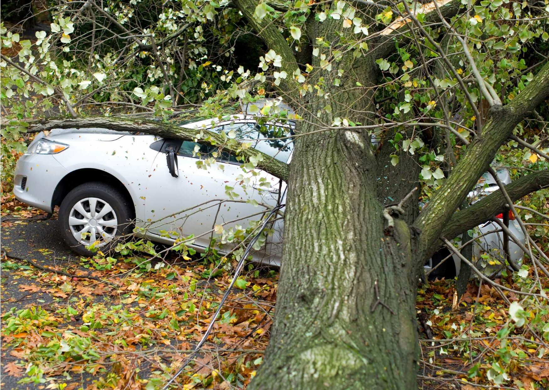 Voiture accidentée avec un arbre - RC Forêt