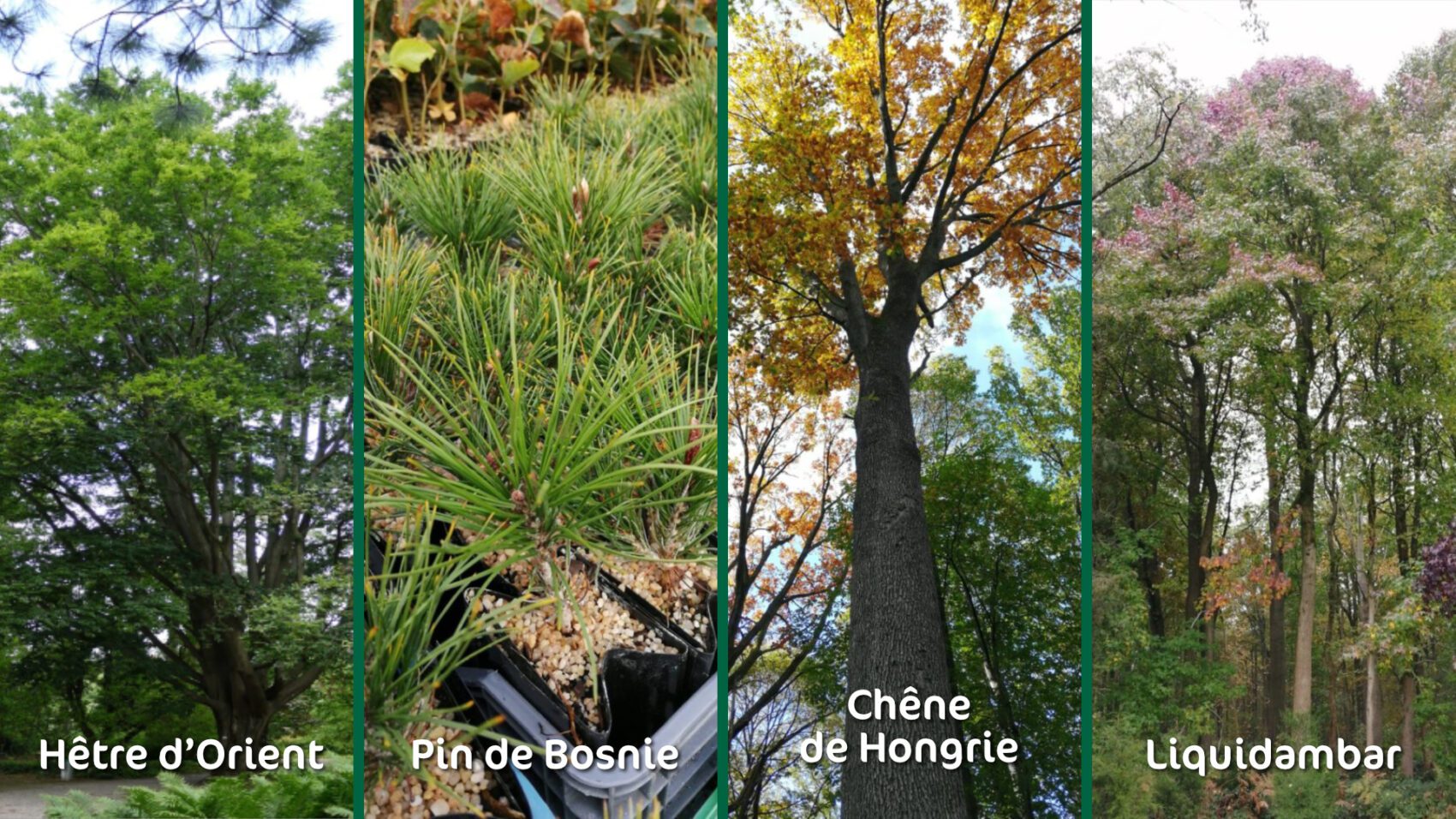 Hêtre d'Orient, Pin de Bosnie, Chêne de Hongrie, Liquidambar