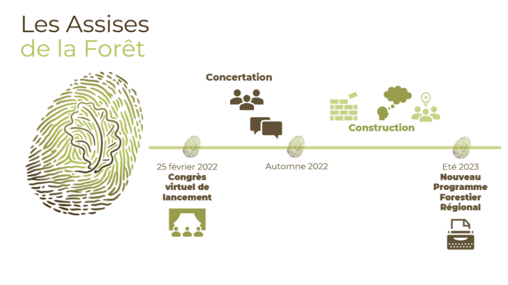 Assise de la forêt - infographie