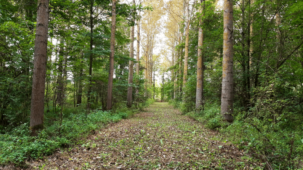 Chemin dans une forêt avec des peupliers