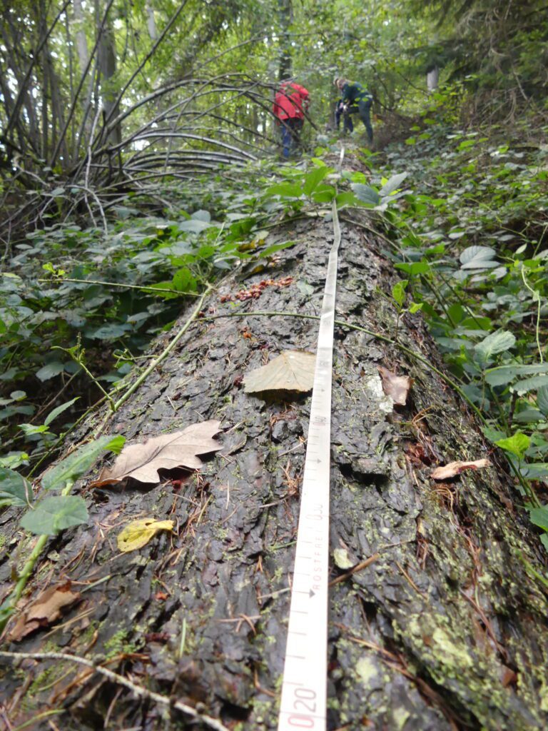 Mesure d'un tronc pour cubage