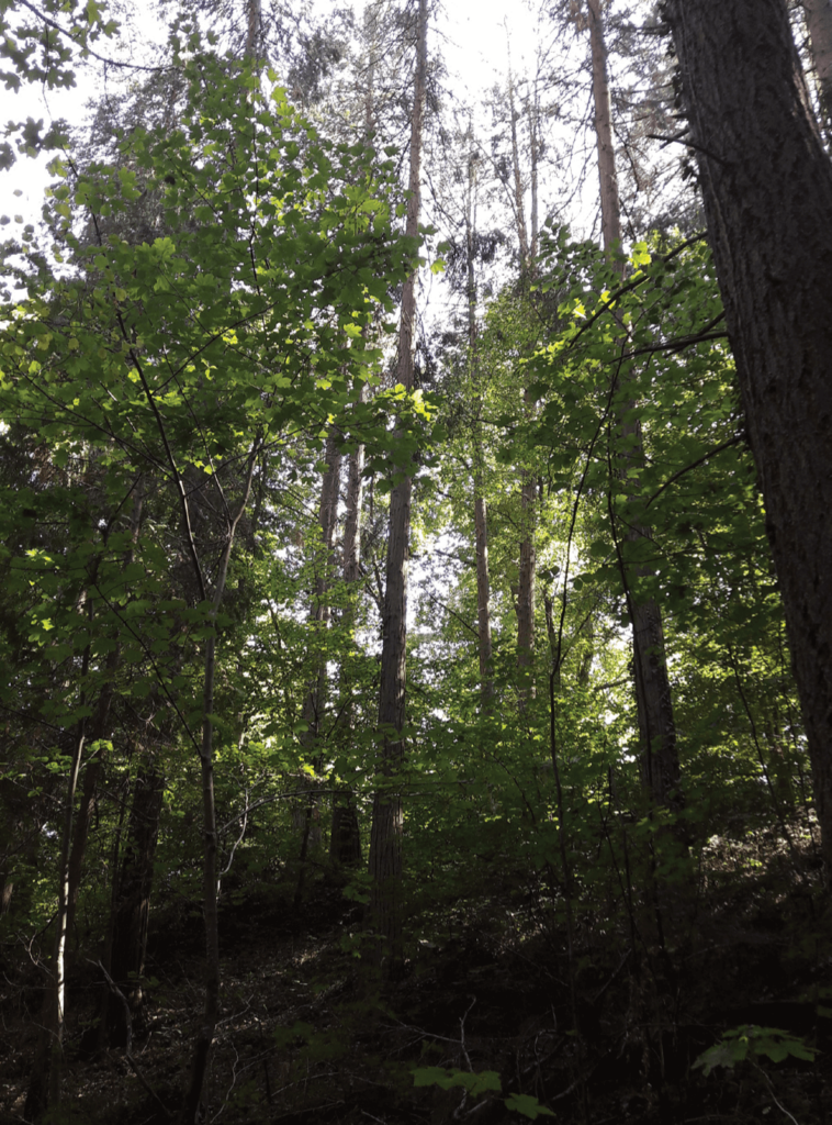 Trouée colonisée par le hêtre et l'érable sycomore