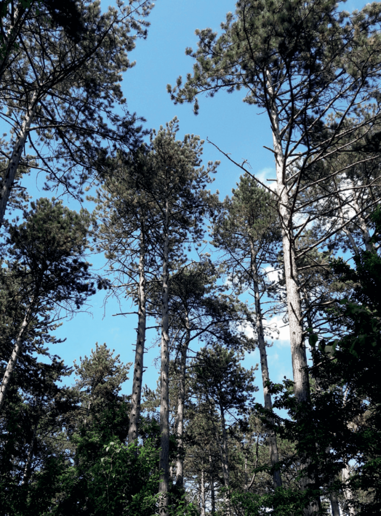 Vieille futaie de pins noirs