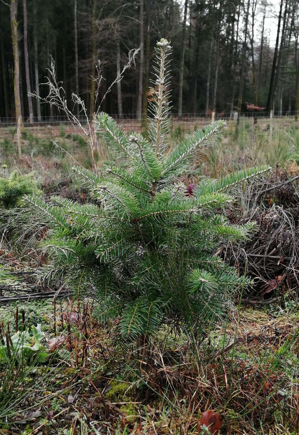 Nouvelles essences peuplements