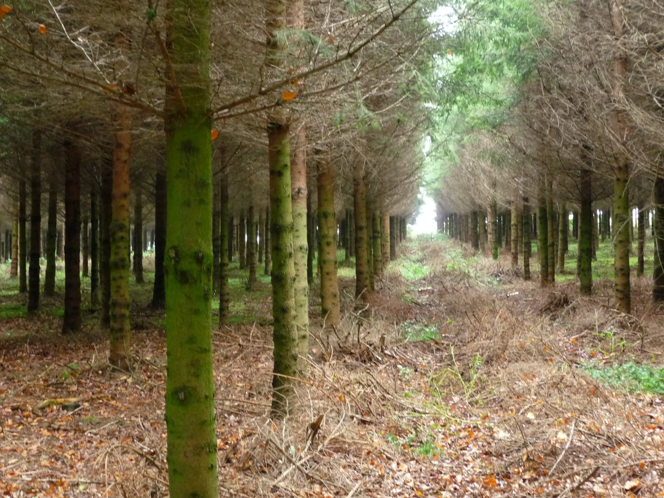 épicea cloisonnement