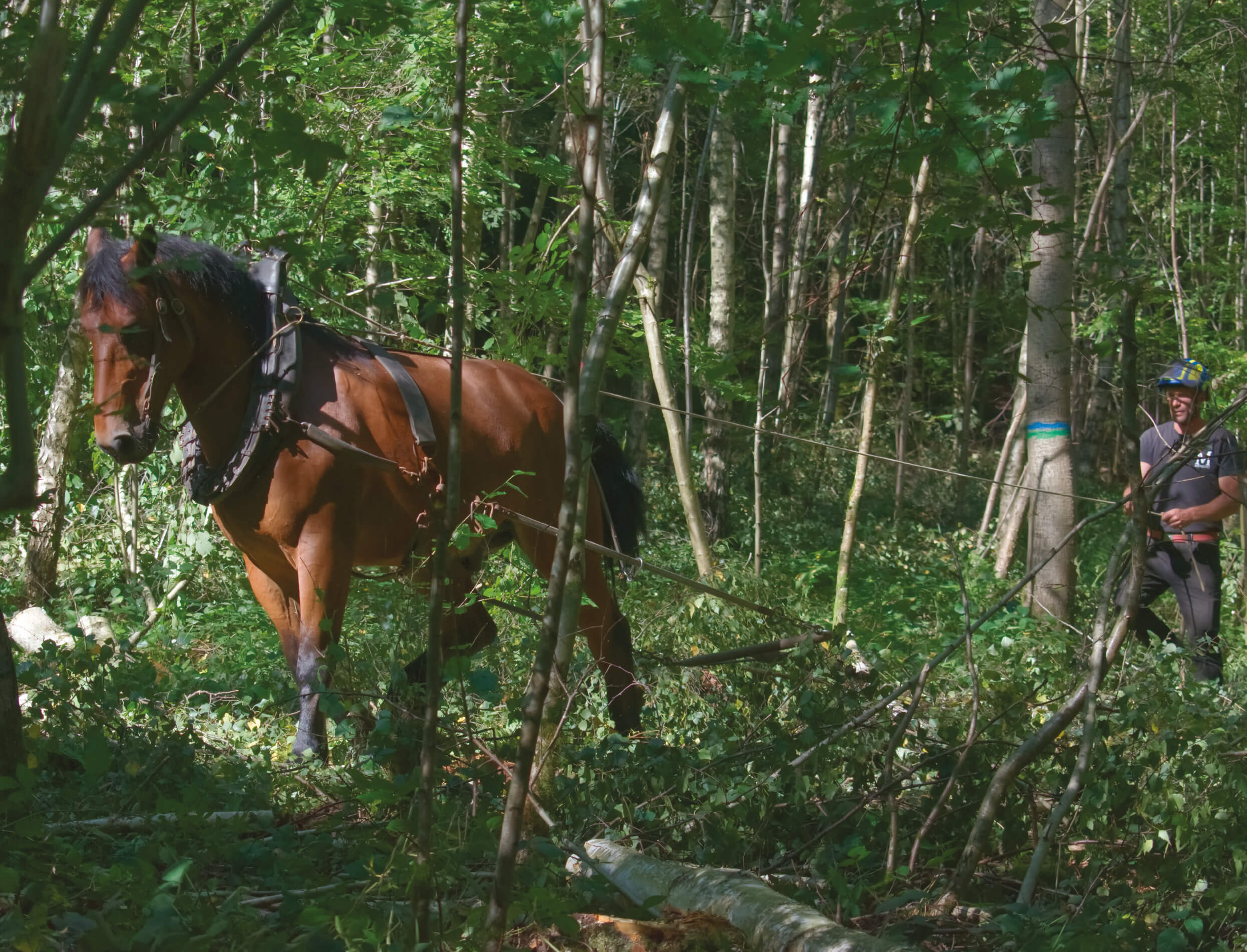 Débardages à cheval en forêt