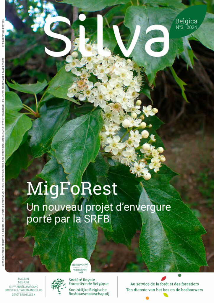 Silva Belgica 3 2024