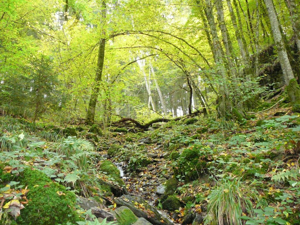 Forêt ancienne