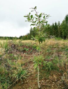 Chêne chevelu dans une parcelle test de Trees for Future