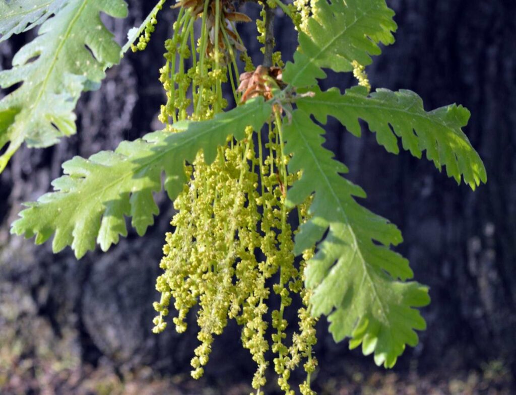 rameau-quercus-frainetto-chene-hongrie