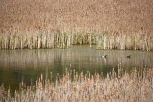 Appel candidature Prix Baillet Latour environnement etang canard