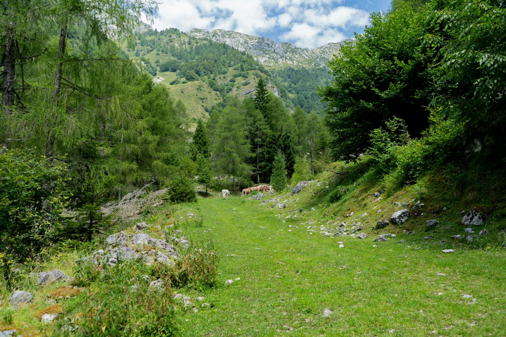 Forêt, montagne et plaine d'Italie. Voyage d'études.